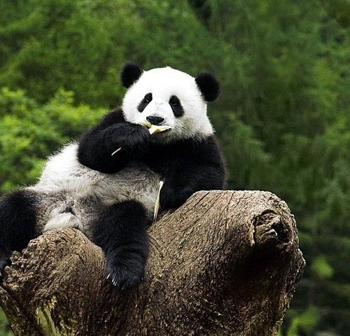 Beijing Zoo Panda House and Summer Palace Private Tour by Subway