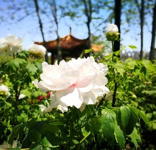 Luoyang Private Tour of Longmen Grottoes, White Horse Temple and Peony Blossom