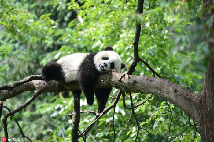 Beijing Zoo Panda House and Summer Palace Private Tour by Subway