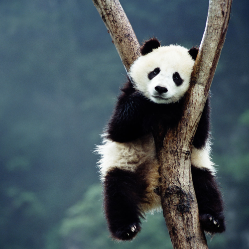 All Inclusive Chengdu Private Day Tour to Panda Breeding Base andCity Highlights