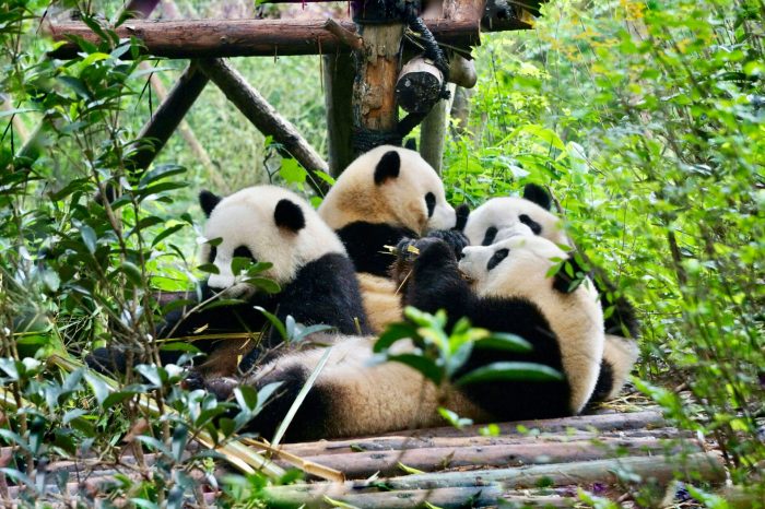 Private Day Tour to Chengdu from Shanghai by Air: Leshan Giant Buddha and Pandas