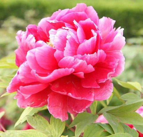 Luoyang Private Tour to Longmen Grottoes and Peony Blossom Sightseeing