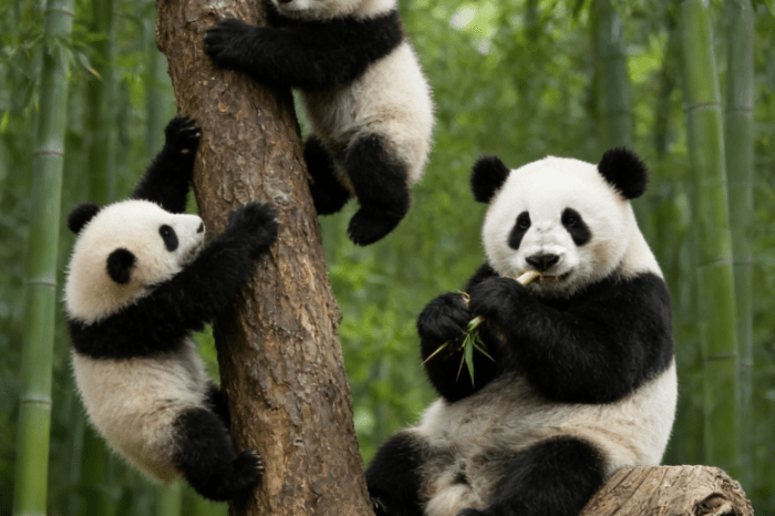 Beijing Zoo Panda House and Summer Palace Private Tour by Subway