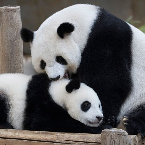 5 Days Xian Chengdu High Speed Train Tour: Terracotta Warriors & Panda