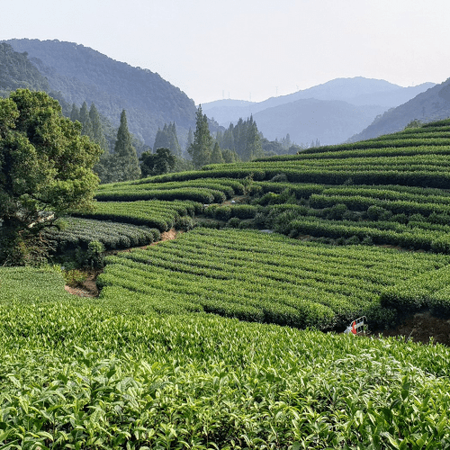 Unveil the Charm of Hangzhou – Half-Day Sightseeing Tour