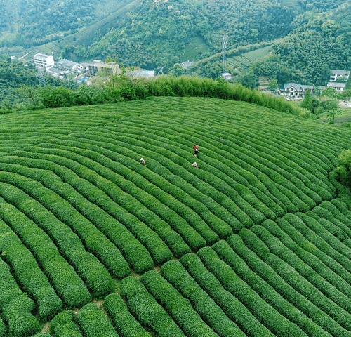 One-Day Hangzhou Dragon Well Tea Culture & West Lake Private Tour