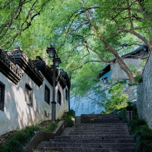Hangzhou Insider Mini-Hike: TCM, Hill Views and Wet Market