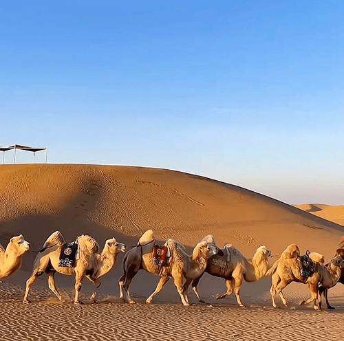 8 Days Beijing Hohhot Tour – Escape to Vast Inner Mongolia from China’s Modern Capital