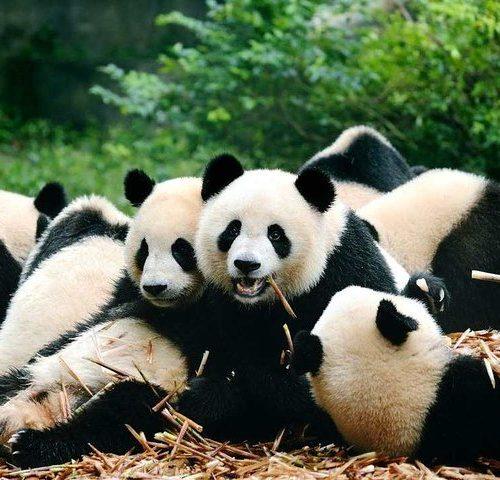 Private Chengdu Highlights Day Trip: Panda Base and City from Chongqing by Train