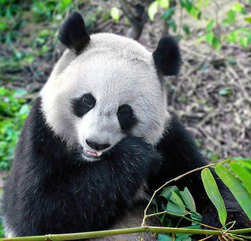 Flexible Private 4 Hours Chengdu Highlights Layover Tour