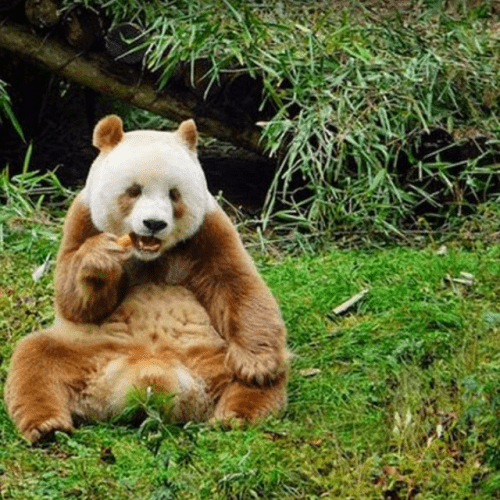 Private Day Tour:Xi’an Panda（QI ZAI） and Terracotta Warriors Museum