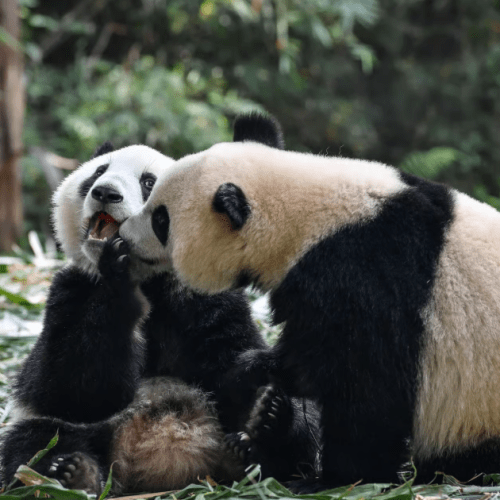 Panda Base+Leshan Buddha Day Tour (or Half-day Panda Tour)