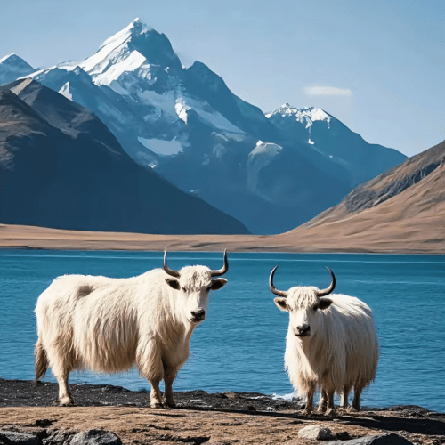 Private Day Tour to Qinghai Lake and Chaka Salt Lake from Xining